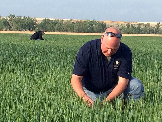 Justin Gilbert, CEO of Kansas Wheat, examines a wheat field just south of Russell Springs, Kansas, Wednesday morning. (DTN/The Progressive Farmer photo by Rhonda Brooks) 